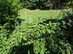 Cotoneaster multiflorus