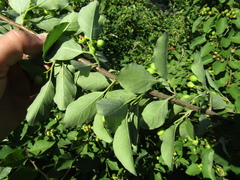 Cotoneaster multiflorus