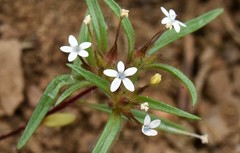 Collomia tinctoria