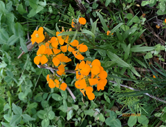 Erysimum × marshallii