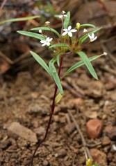 Collomia tinctoria