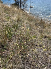 Persicaria angustifolia