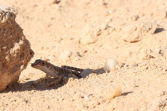 Meroles suborbitalis