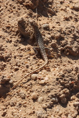 Meroles suborbitalis