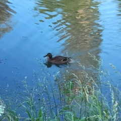 Anas platyrhynchos