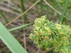 Galium maritimum
