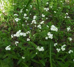 Myosotis krylovii