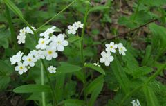 Myosotis krylovii
