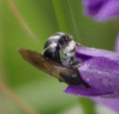 Lasioglossum costulatum