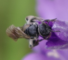 Lasioglossum costulatum