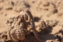 Meroles suborbitalis