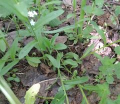 Myosotis krylovii