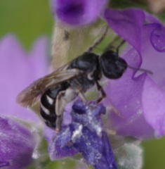 Lasioglossum costulatum