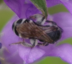 Lasioglossum costulatum