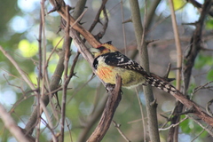 Trachyphonus vaillantii vaillantii