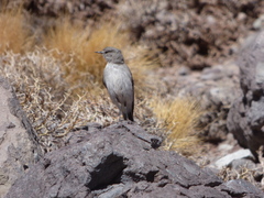 Muscisaxicola cinereus