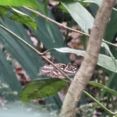 Lexias pardalis dirteana