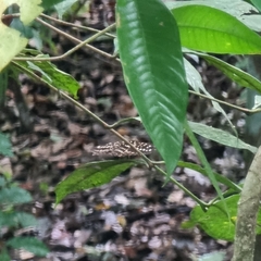 Lexias pardalis dirteana