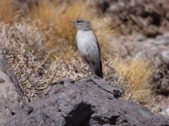 Muscisaxicola cinereus