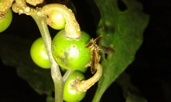 Richardia telescopica