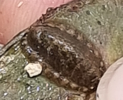 Lepidochitona cinerea