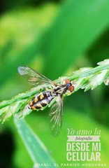 Toxomerus marginatus