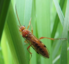 Tenthredopsis nassata