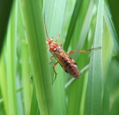 Tenthredopsis nassata