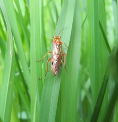 Tenthredopsis nassata