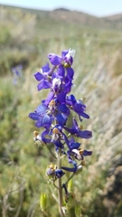 Delphinium parishii