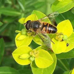 Eristalis tenax