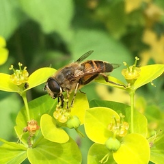 Eristalis tenax