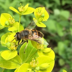 Eristalis tenax