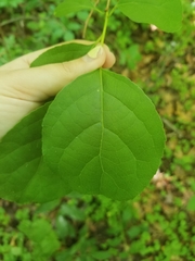 Celastrus orbiculatus