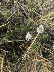 Astragalus versicolor