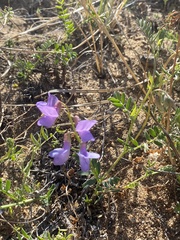 Vicia olchonensis
