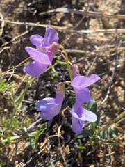 Vicia olchonensis