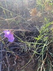 Vicia olchonensis