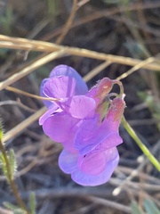 Vicia olchonensis