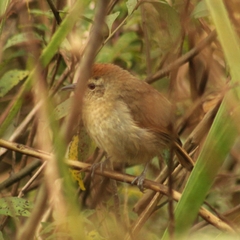 Thamnophilus ruficapillus