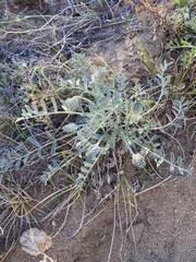 Astragalus lupulinus