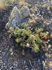 Pulsatilla tenuiloba