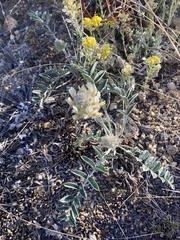 Astragalus lupulinus