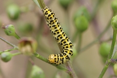 Cucullia scrophulariae