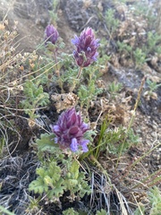 Dracocephalum pinnatum