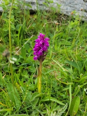 Dactylorhiza purpurella