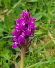 Dactylorhiza purpurella