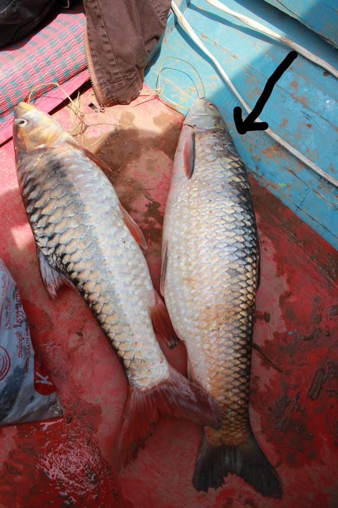Mrigal carp (Cirrhinus cirrhosus) — Cyprinidae