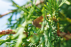Callophrys gryneus