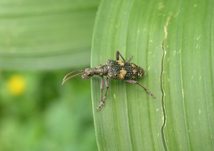 Rhagium fasciculatum